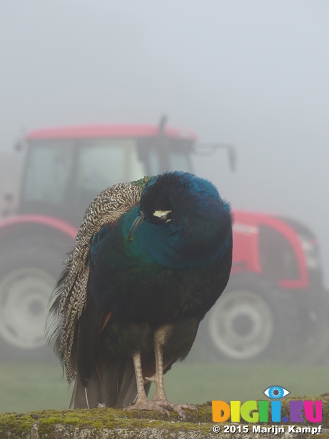 FZ022581 Peacock (Pavo cristatus) in morning mist